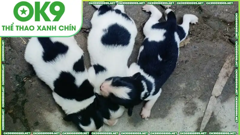 Điềm lành thường ẩn chứa khi mơ thấy chó con