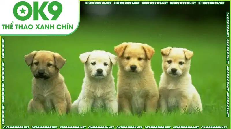 Giải mã chó xuất hiện trong mơ mang tới nhiều số đẹp